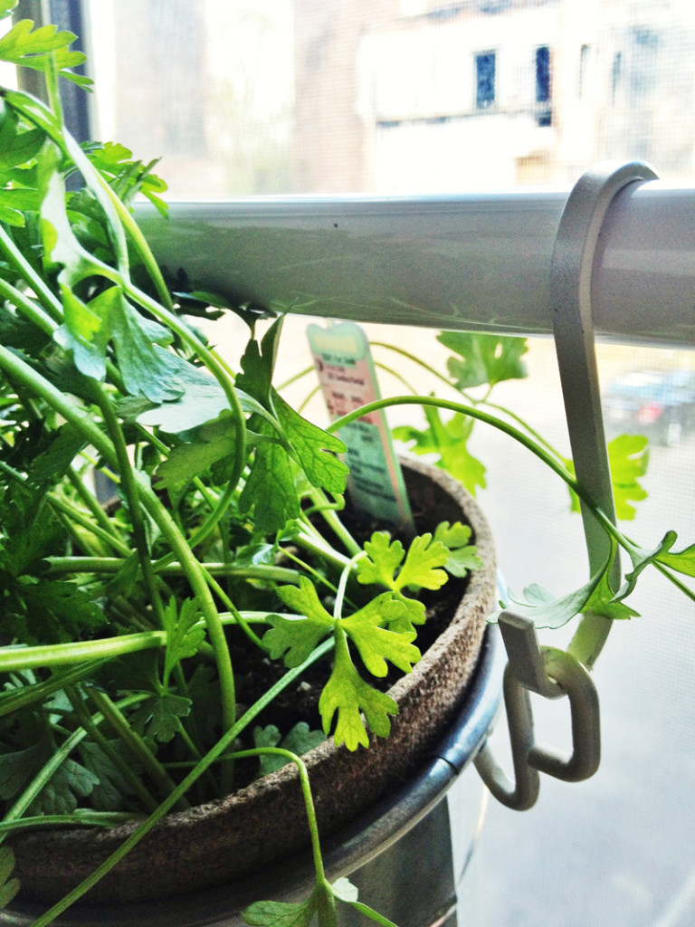 DIY Ιδέες Βότανο κήπων Παραθύρων για την κουζίνα σας3