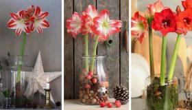 διακοσμήσετε με αμαρυλλίδες για τα Χριστούγεννα