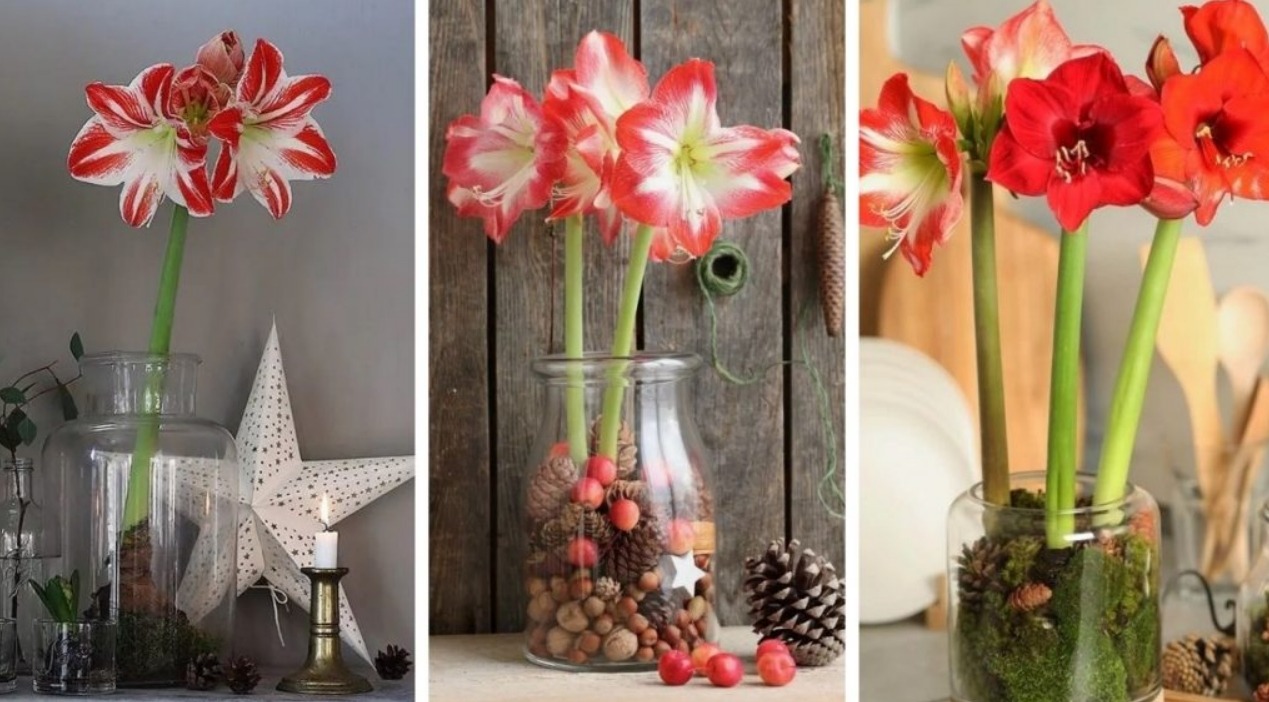 διακοσμήσετε  με αμαρυλλίδες για τα Χριστούγεννα