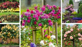 τριαντάφυλλα