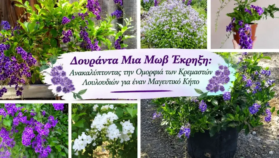 Δουράντα Μια Μωβ Έκρηξη: Ανακαλύπτοντας την Ομορφιά και την Φροντίδα των Κρεμαστών Λουλουδιών της, για έναν Μαγευτικό Κήπο