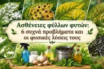 Ασθένειες φύλλων φυτών: 6 συχνά προβλήματα και οι φυσικές λύσεις τους