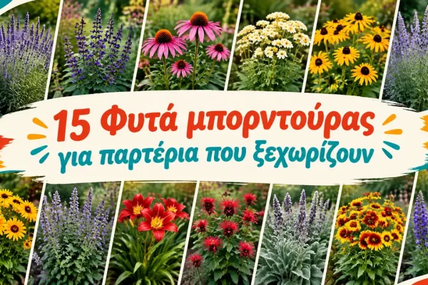 15 Φυτά μπορντούρας για παρτέρια που ξεχωρίζουν