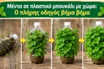 Μέντα σε πλαστικό μπουκάλι με χώμα