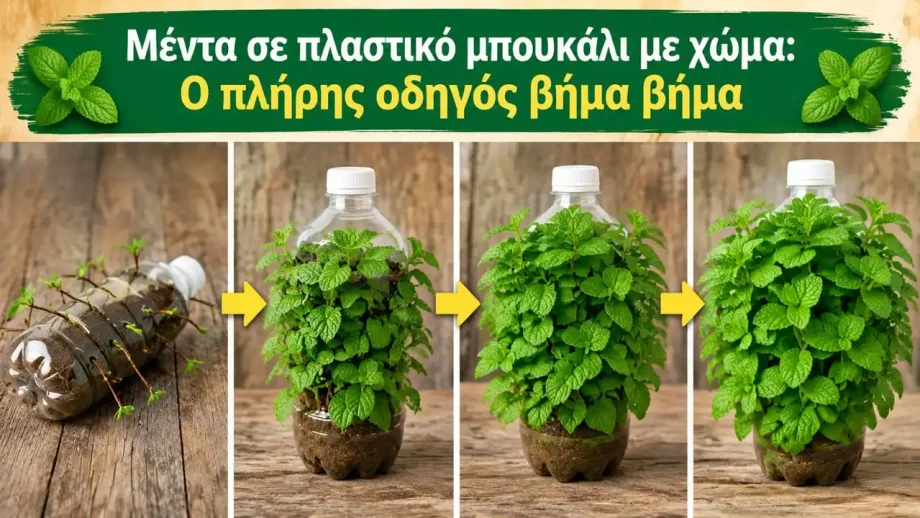 Μέντα σε πλαστικό μπουκάλι με χώμα