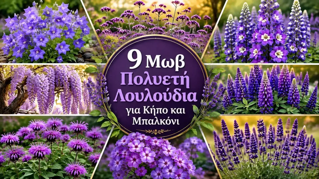 9 Μωβ Πολυετή Λουλούδια για Κήπο και Μπαλκόνι