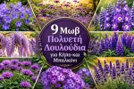 9 Μωβ Πολυετή Λουλούδια για Κήπο και Μπαλκόνι