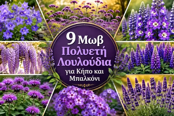 9 Μωβ Πολυετή Λουλούδια για Κήπο και Μπαλκόνι