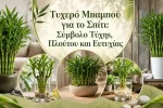 Τυχερό Μπαμπού για το Σπίτι: Σύμβολο Τύχης, Πλούτου και Ευτυχίας