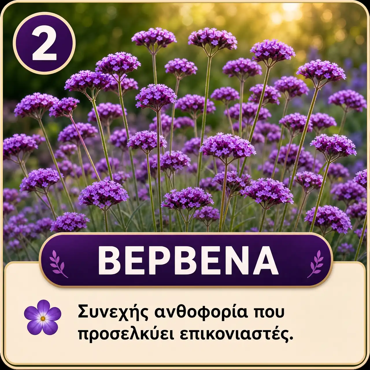Μωβ Πολυετή Λουλούδια