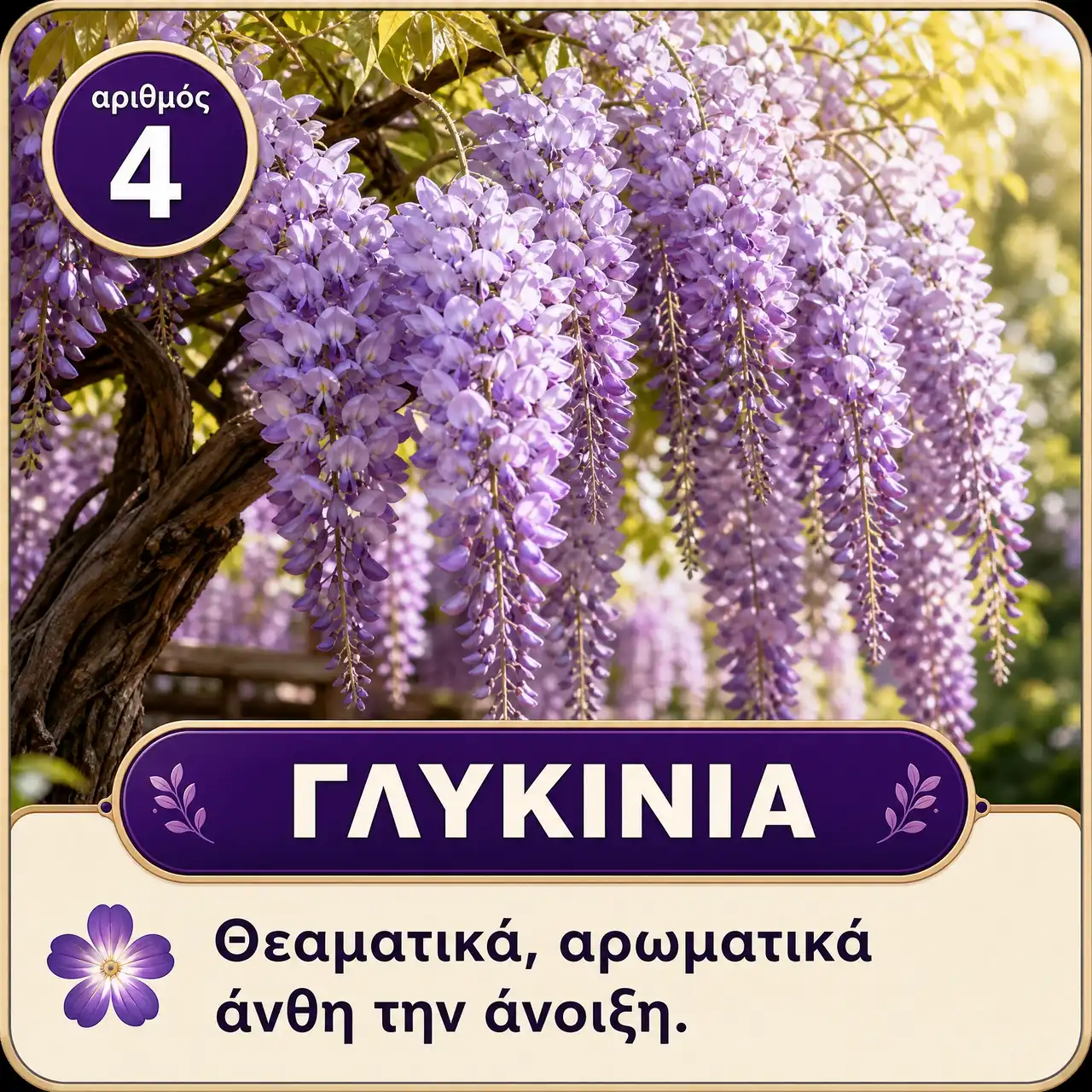 Μωβ Πολυετή Λουλούδια