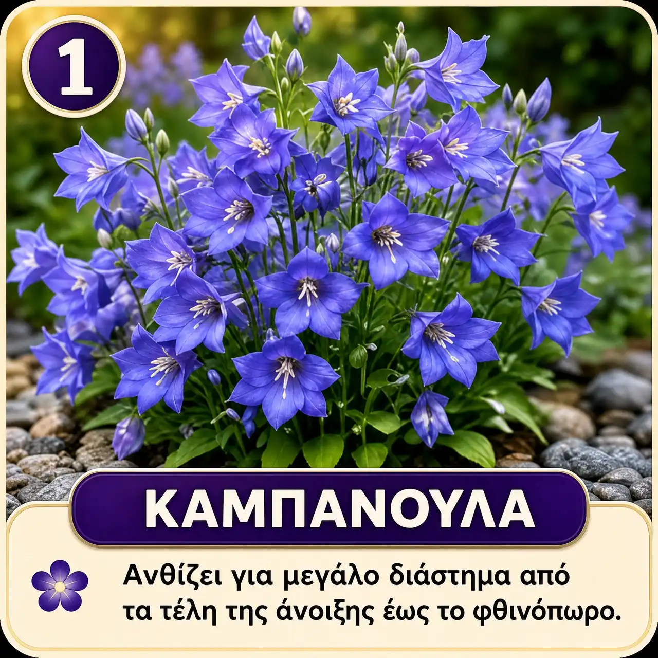 Μωβ Πολυετή Λουλούδια