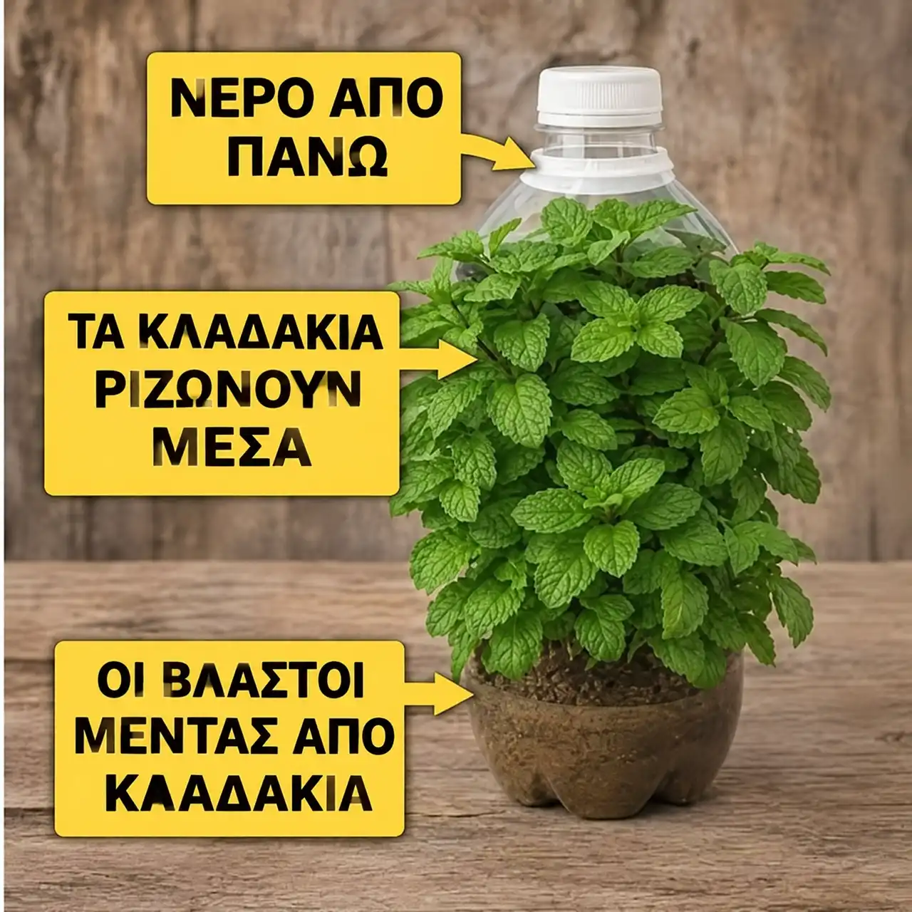 Μέντα σε πλαστικό μπουκάλι με χώμα