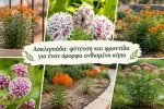 Ασκληπιάδα: φύτευση και φροντίδα για έναν όμορφα ανθισμένο κήπο