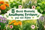 Φυτά φυσικής απώθησης εντόμων για τον κήπο: 8 επιλογές που αξίζει να δοκιμάσεις