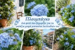 Πλουμπάγκο ένα φυτό που ξεχωρίζει για τα γαλάζια μικρά μπουκέτα λουλούδια του